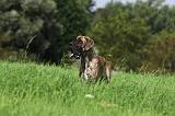 DOGUE ALLEMAND 264